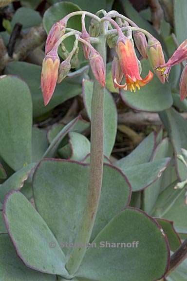 cotyledon orbiculata 1 graphic